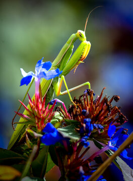 Eine Gottesanbeterin sitzt auf blauer Bleiwurz Blume
