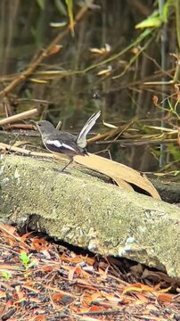 Oriental Magpie Robin Bird