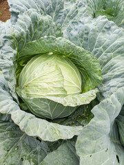 Fototapeta premium Close-up of a fresh green cabbage growing in a garden field, ready for harvest with detailed textured leaves. 