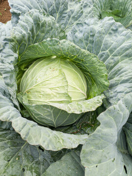 Close-up of a fresh green cabbage growing in a garden field, ready for harvest with detailed textured leaves.
