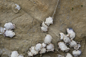 Wild Oyster Shells Clustered on Rocky Tidal Shoreline at Low Tide © Aquarius Creative