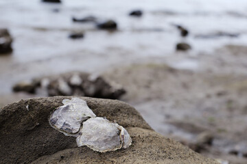 Wild Oyster Shells Clustered on Rocky Tidal Shoreline at Low Tide © Aquarius Creative