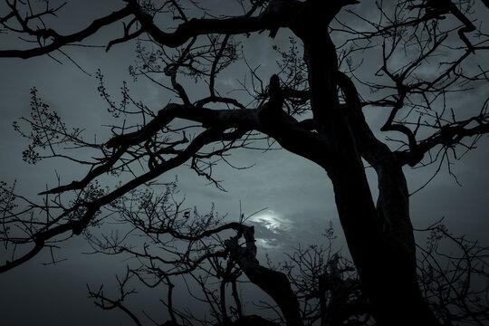 Silhouette dead tree on dark dramatic sky and white clouds background for peaceful death. Despair and hopeless concept. Sad of nature. Death and sad emotion background. Dead branches unique pattern.