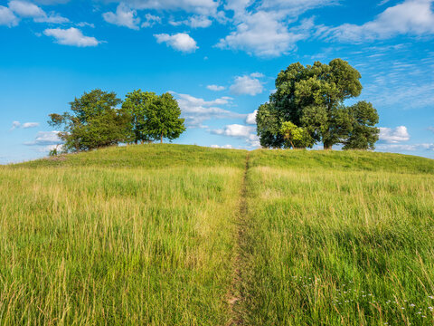 Narrow footpath through green meadow leading up a hill with two linden trees