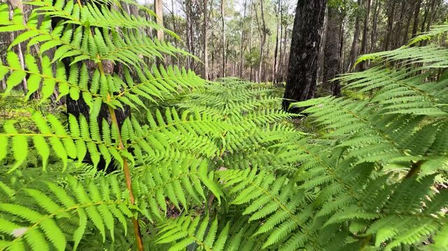 Lush Green Fern Fronds Growing in an Australian Forest