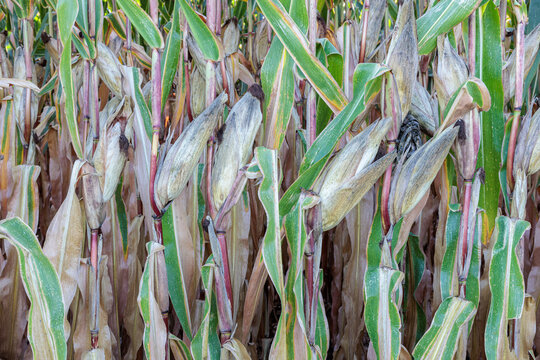 Corn plants with ears. Cornfield. El P&aacute;ramo region, Le&oacute;n, Spain.