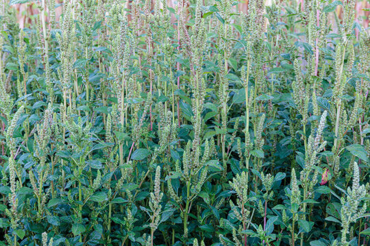 Amaranthus retroflexus. Pigweed or amaranth plants in late summer, with seeds.