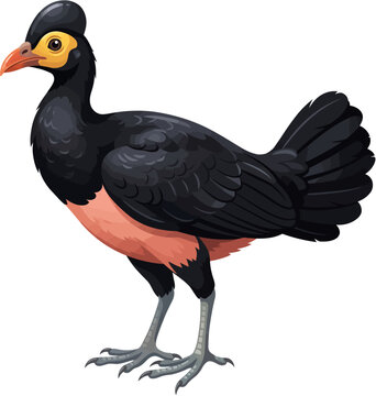 Realistic Maleo bird vector illustration Sulawesi megapode