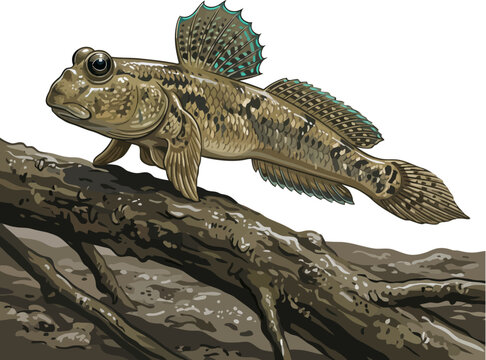 Realistic mudskipper fish vector illustration on mangrove root