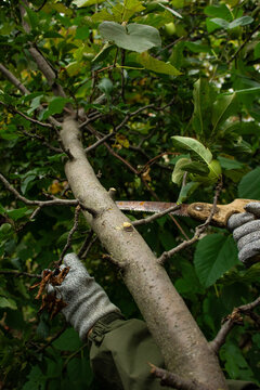 Gardener hands sawing large branch on apple tree close up vertical orchard pruning and trimming concept