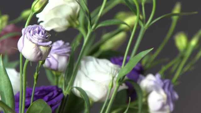 Eustoma Lisianthus Flower Bouquet Pink white and Purple petal bud.