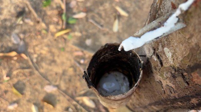 Latex sap drips from the rubber tree trunk into a collection container; tapping is carried out during the dry season, when the flow of latex is reduced.