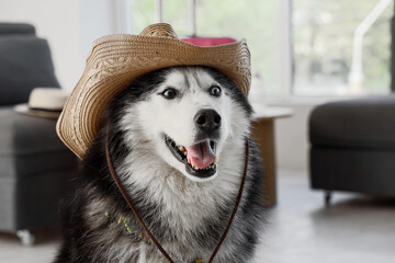 Pet travel and vacation fun, happy husky dog wearing a straw cowboy hat for summer holiday adventure in a bright home living room interior © Pixel-Shot