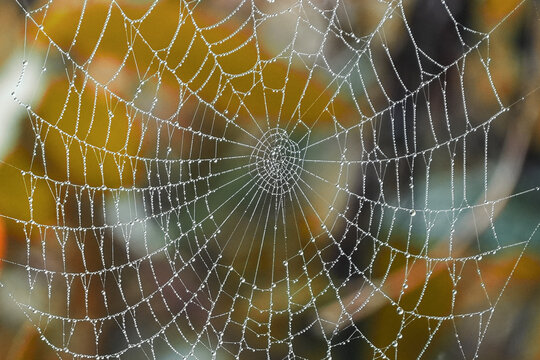 spider web with dew drops