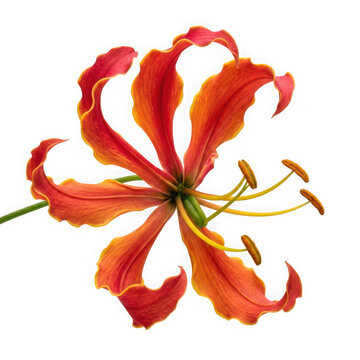 Gloriosa superba flame lily flower with vibrant red and orange petals isolated on transparent background
