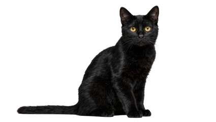 Sleek black cat with bright yellow eyes sitting attentively, isolated on transparent background © png space