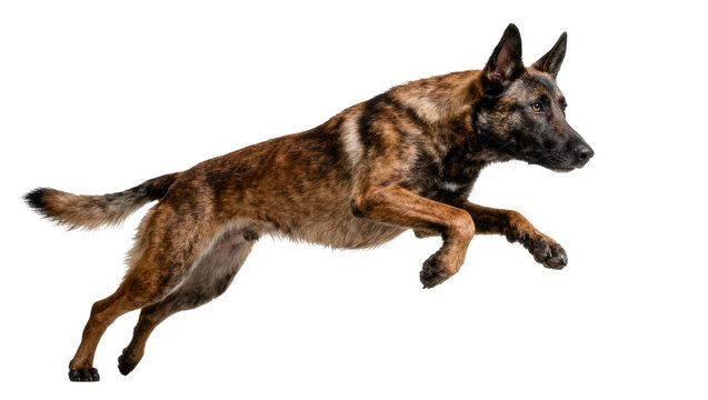 Brindle Dutch Shepherd dog mid-air jump, isolated on transparent background