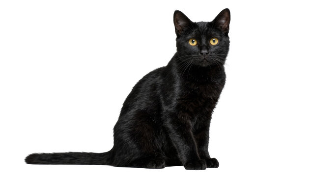 Sleek black cat with bright yellow eyes sitting attentively, isolated on transparent background