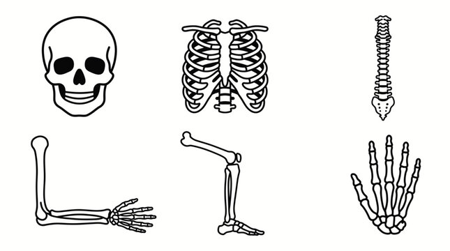 Human skeleton parts vector illustration set for halloween design