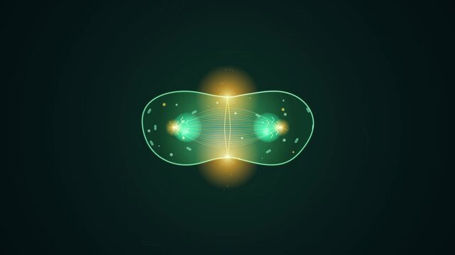 Microscopic Animation Of Glowing Green Biological Cell Dividing During Mitosis On Dark Background