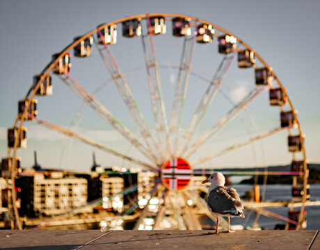 Seagull standing on ledge before blurred ferris wheel outdoor