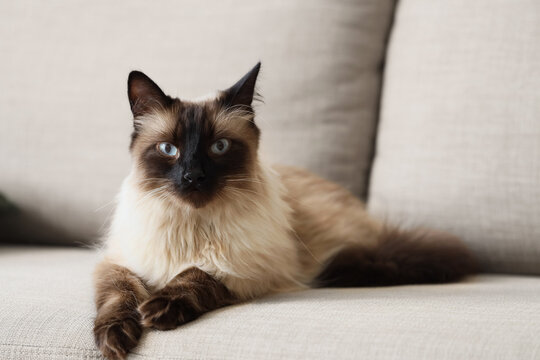 Cute Thai cat lying on grey sofa in living room, closeup