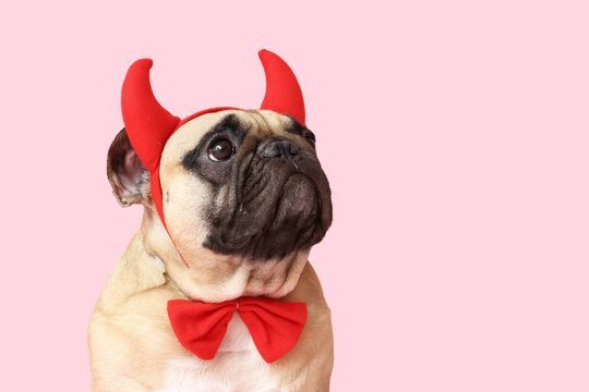 Cute French bulldog in Halloween devil horns on pink background
