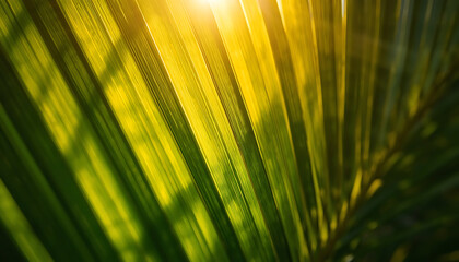 Obraz premium Sunlight shining through a green palm leaf in nature
