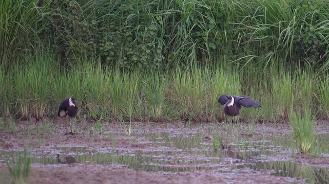 Juvenile Asian Woollyneck Begging for Food in Wetland, Thailand