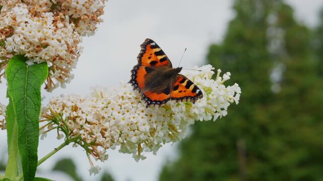 Small Tortoiseshell Butterfly Feeding on White Butterfly Bush (Buddleja davidii) in slow motion.