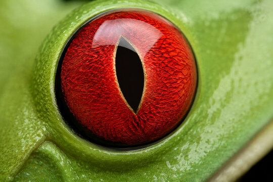 Extreme macro close-up of a red-eyed tree frog eye with a vivid red-orange iris, deep black vertical pupil and smooth green skin creating striking color contrast.
