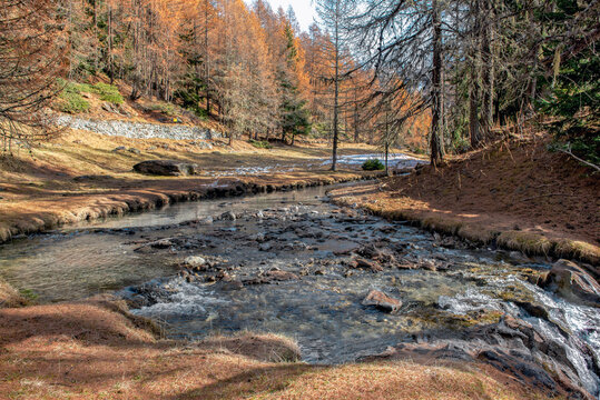 autumnal alpine landscape with river crossing a forest of  golden larch trees and needles colorful on the ground in tarentaise valley, France