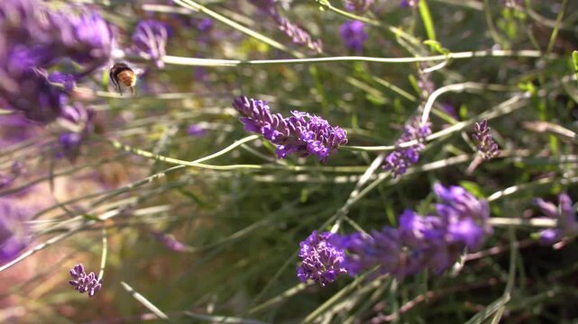 Bumble bee climbing on lavender and flower and flies away close up 4k slow motion shot selective focus