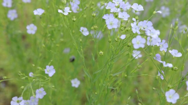 Bumble bee hanging beneath a delicate white wildflower among soft green stems and blurred blossoms, creating a serene natural scene with copy space