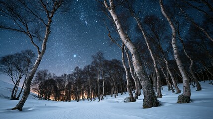Fototapeta premium Orion Constellation Over a Snowy Birch Forest