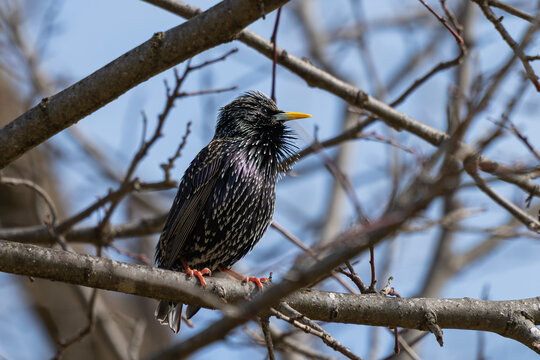 Common starling (Sturnus vulgaris) puffing throat feathers on branch