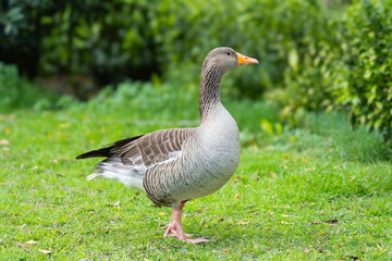 Greylag goose (Anser anser) standing on green grass lawn © Roberto