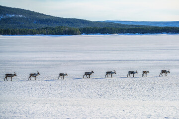 Reindeer herd walking in snow © FOLIO