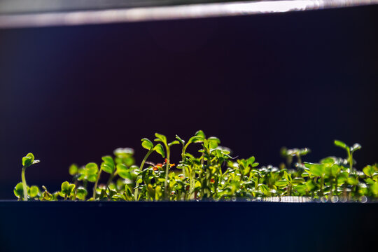 Fresh green trifolium microgreens growing in black container under sunlight with copy space on dark background for wellness