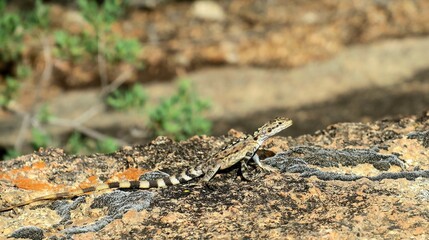 A wild lizard basking on a rock near Hippo’s Yawn in Hyden, Western Australia. © Soogi