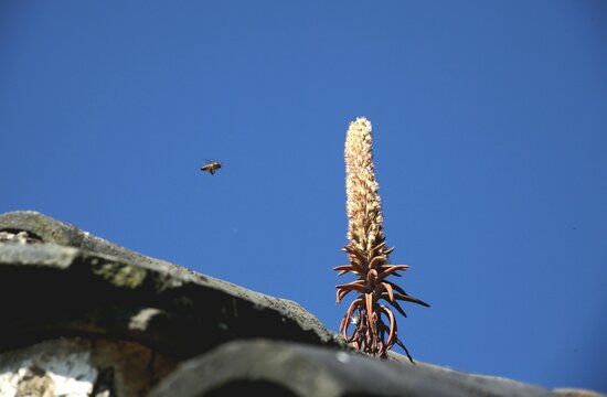 Rock pine flowering on a traditional tiled roof in autumn in South Korea.