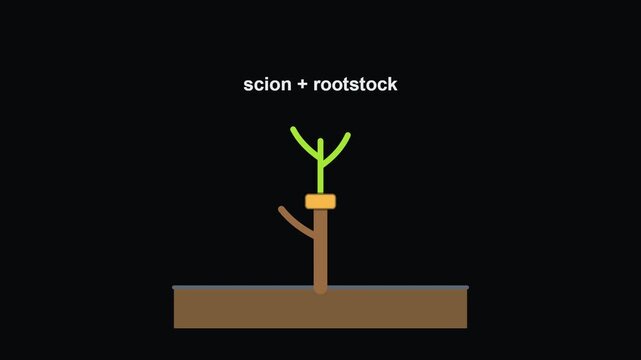 Plant Grafting Scion and Rootstock Animated Icon