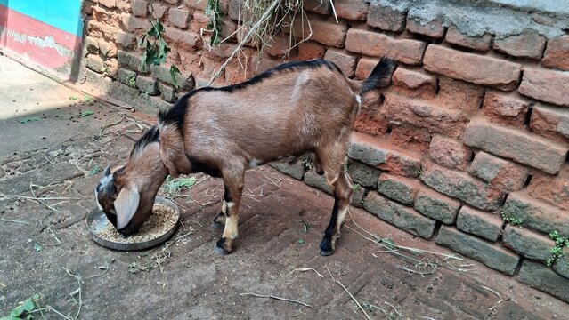 A brown and black goat is eating dry food from a metal bowl. It has long ears, strong horns, and a white patch of hair on its head. A brown goat is eating bran and chaff.,The brown goat is eating food