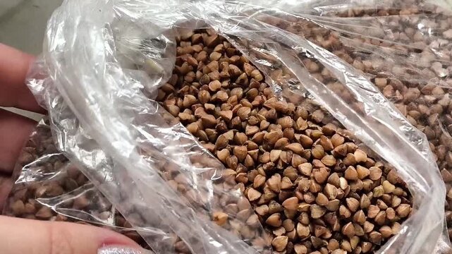 Close up of a woman handling buckwheat groats in a sack, illustrating grain production, food processing, quality inspection and preparation of cereal products.