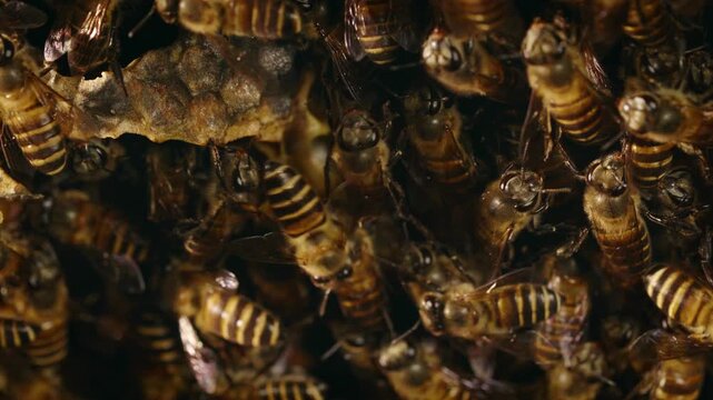 A close-up view of honey bees (Apis mellifera) working together on a natural honeycomb structure, showing detailed bee bodies, wings, and colony behavior in their hive.