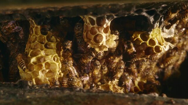 Close-up of honey bees working together around natural wax honeycomb, showing open cells and active colony behavior inside a beehive in a natural outdoor environment.