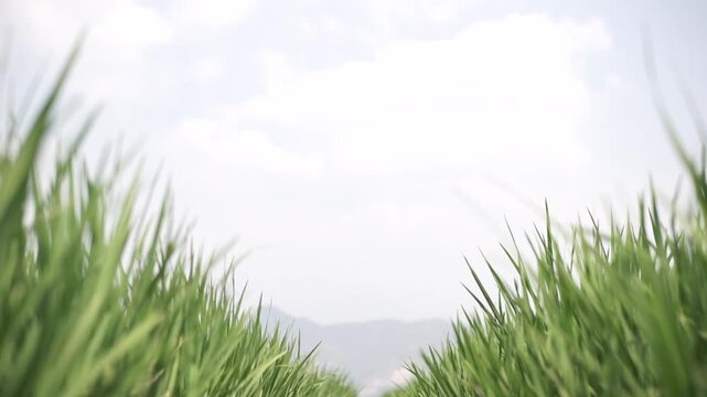 grass and sky