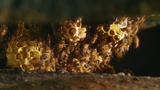 Close-up of honey bees gathering around natural wax honeycomb, revealing open cells and dense colony activity inside a hive in a natural outdoor environment.