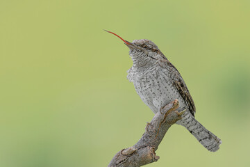Obraz premium Portrait of Eurasian wryneck (Jynx torquilla)