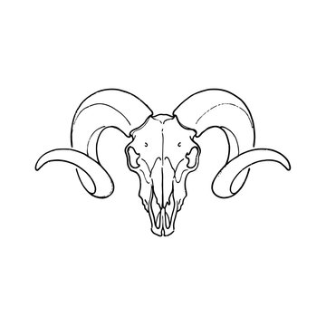 Ram skull line art illustration with large curved horns on transparent background represents mystical esoteric concepts astrology symbols or desert wildlife themes.